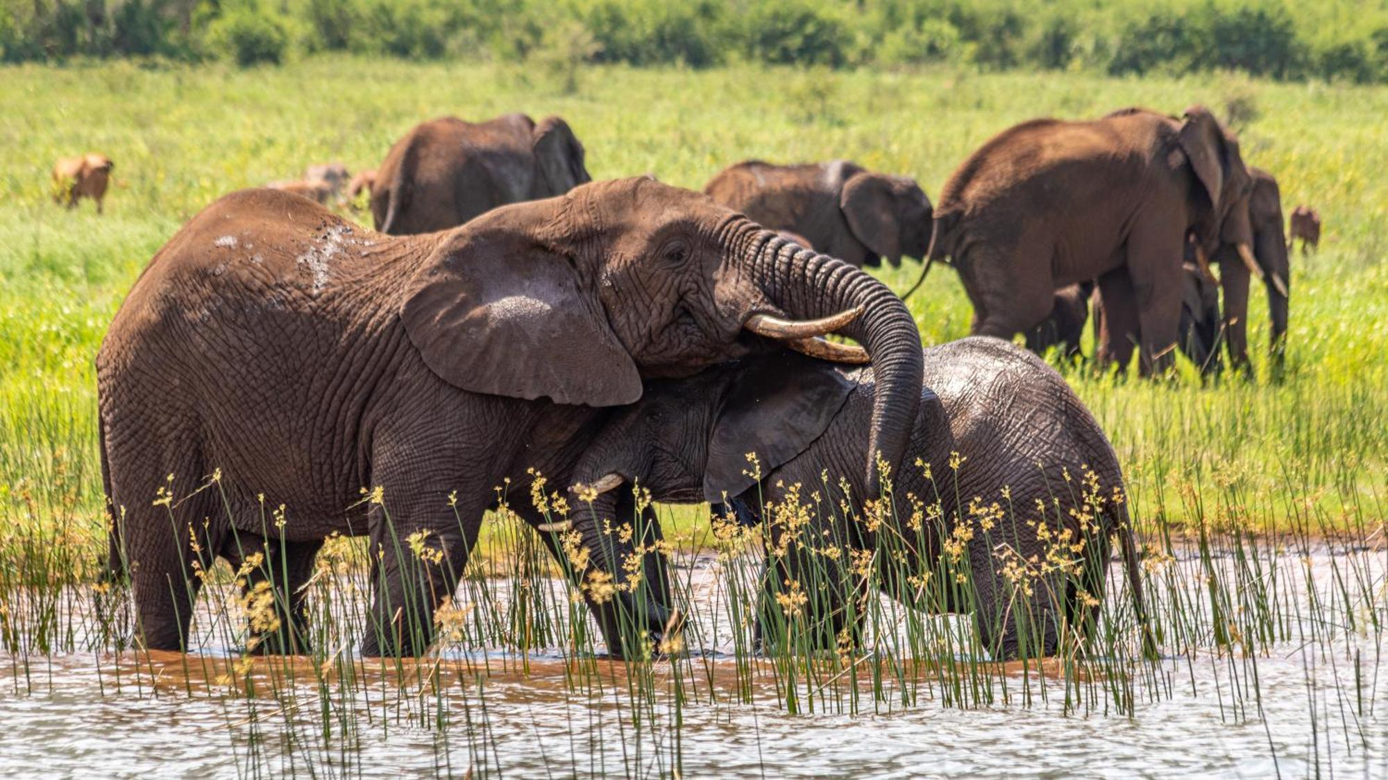 Africamps At White Elephant Safaris 퐁골라 외부 사진