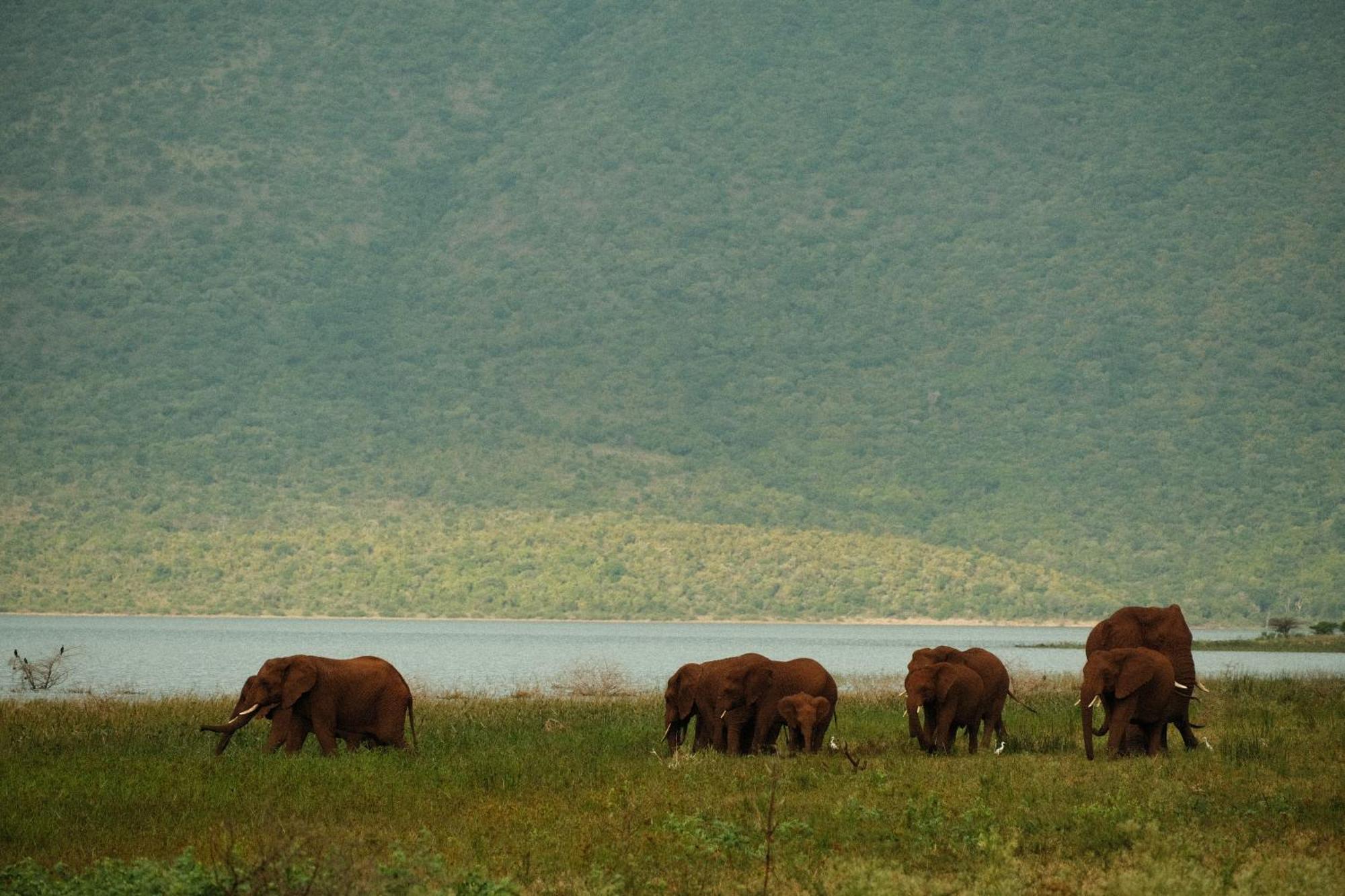 Africamps At White Elephant Safaris 퐁골라 외부 사진